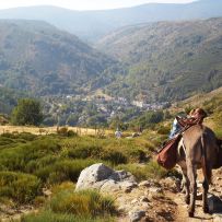 15 Abstieg nach Le Pont de Montvert