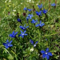 Leuchtende Farben des Frühlingsenzian