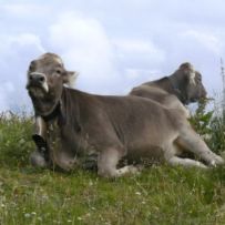 Typisch Allgäu – das Braunvieh auf dem Almwiesen