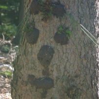 Langes aus Matsch und Moos gefertigtes Gesicht