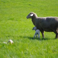 Ausgebüchste Schafe und Schäfchen