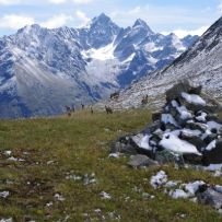 Gemsen unter dem Mittagskopf gegen Kaunergrat