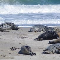 Gefahren am Strand: Abstand halten!