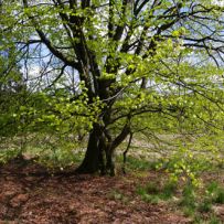 Der Frühling erwacht im Venn