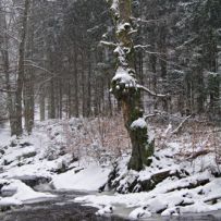 Beobachter am Uferrand