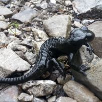 Immer wieder richteten sich schwarze Alpensalamander vor uns  auf um ihre „Größe“ zu demonstrieren.