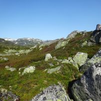 20 Grüne Bergwelt