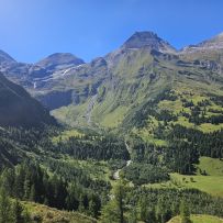 5-kaefertal