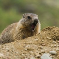 Auch kleine Murmel werden müde