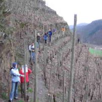 Calmont Wandergruppe in den Weinstoecken