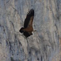 Gänsegeier vor den Kletterfelsen Rive Droit