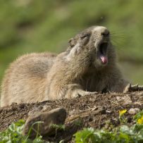 Murmel ist langweilig