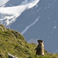 Murmel pass auf