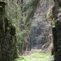 Das so genannte Steinerne Tor geleitete uns dann in den Urwald nahe der Kleinen Dhron,