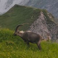Steinbock