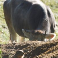 Was Murmel gar nicht mögen